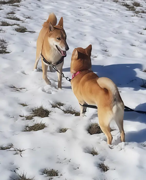 Deux chiens en pension familiale.
