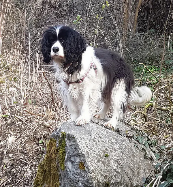 Image illustrant un chien ayant besoin de rééducation.