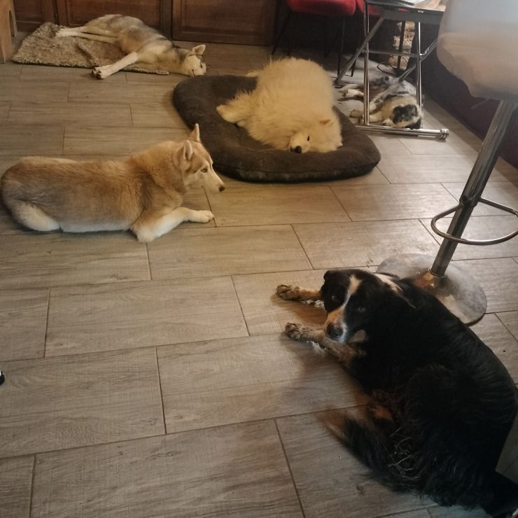 Les chiens en pension faisant une sieste à Noël.